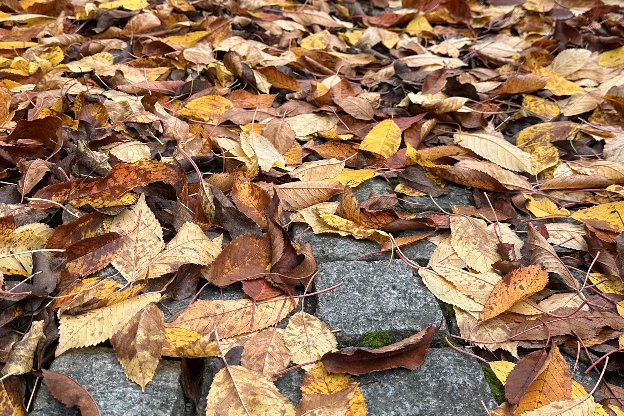 Höslöv som ligger på marken