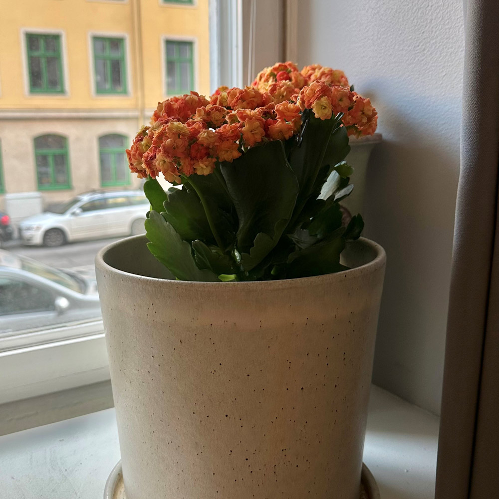 En blomma i lokalen på Odenplan